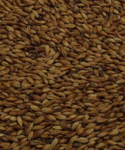 Fulgsang Nut, EBC: 100