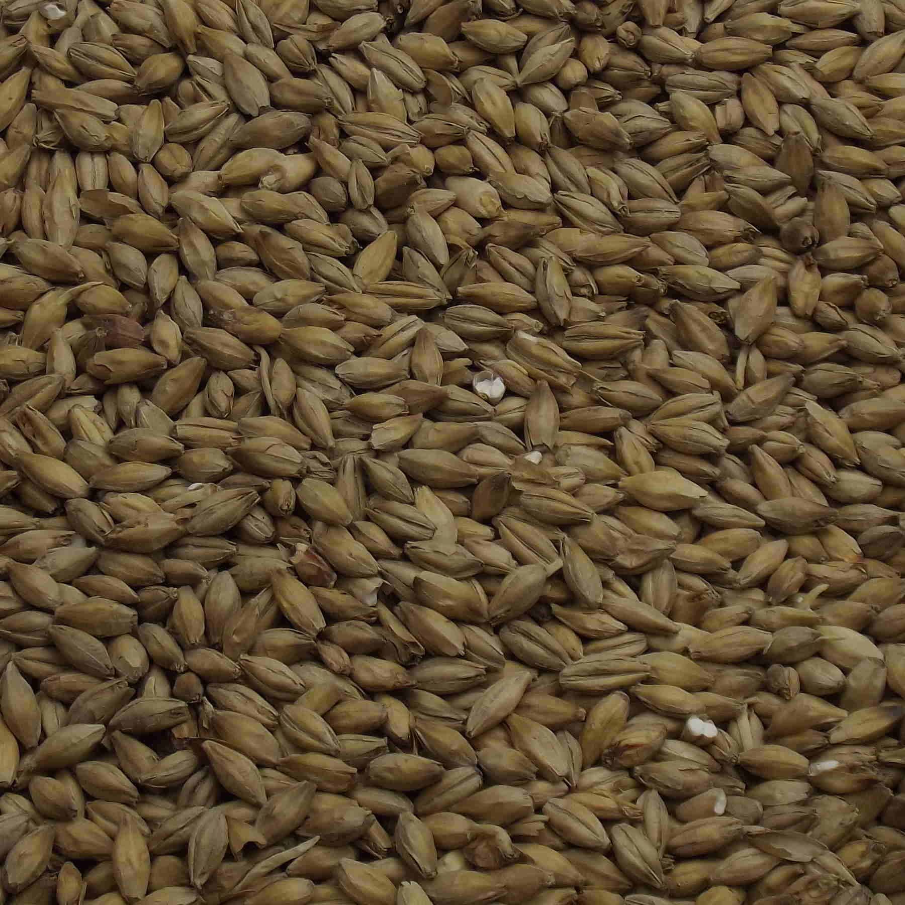 Golden Promise Ale Malt, Fawcett. EBC:  7,0 – 7,9
