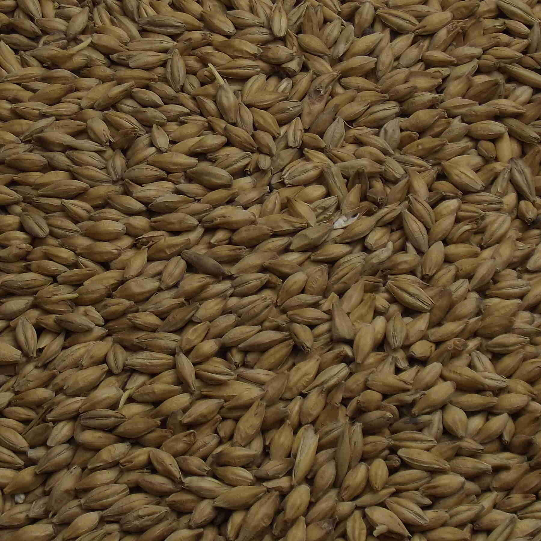 Halcyon Pale Ale Malt, Fawcett. EBC: 4,5 – 5,5