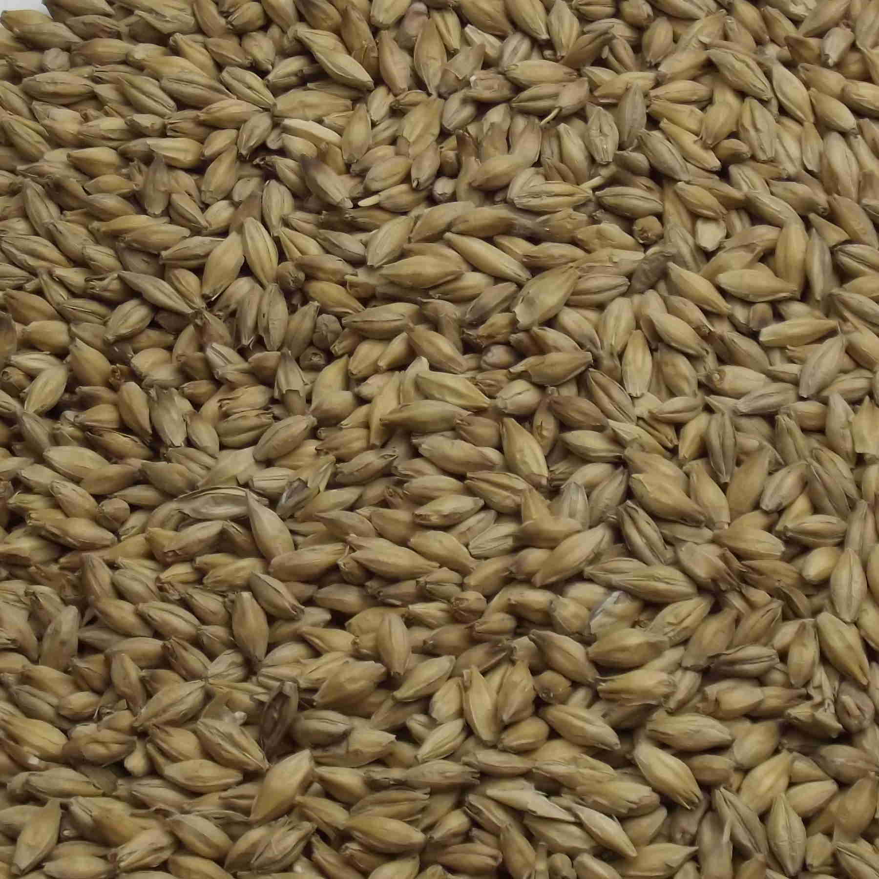 Maris Otter Pale Ale Malt, Fawcett. EBC: 4,5 – 5,5