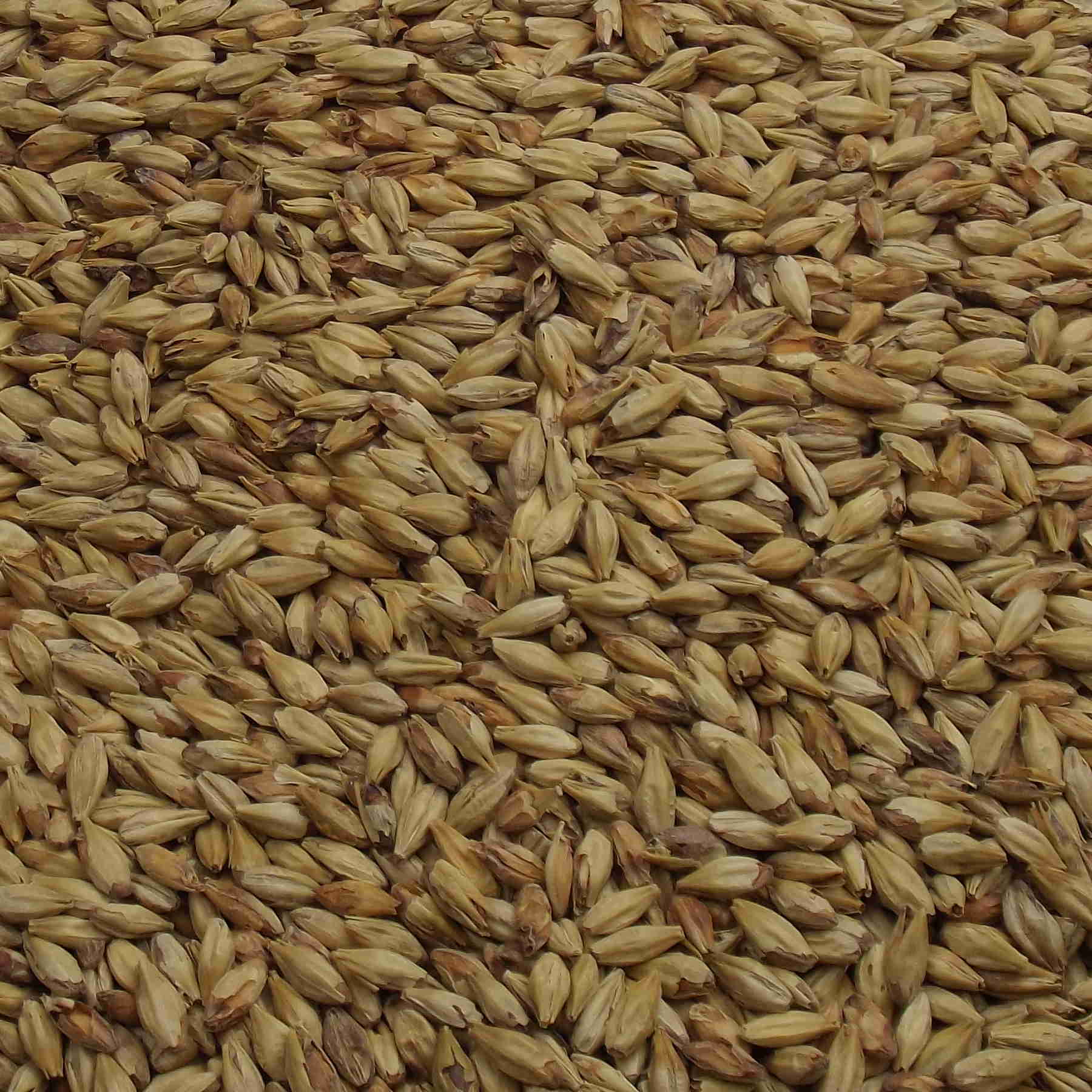 Melanoidin Malt, Weyermann, EBC: 60 – 80