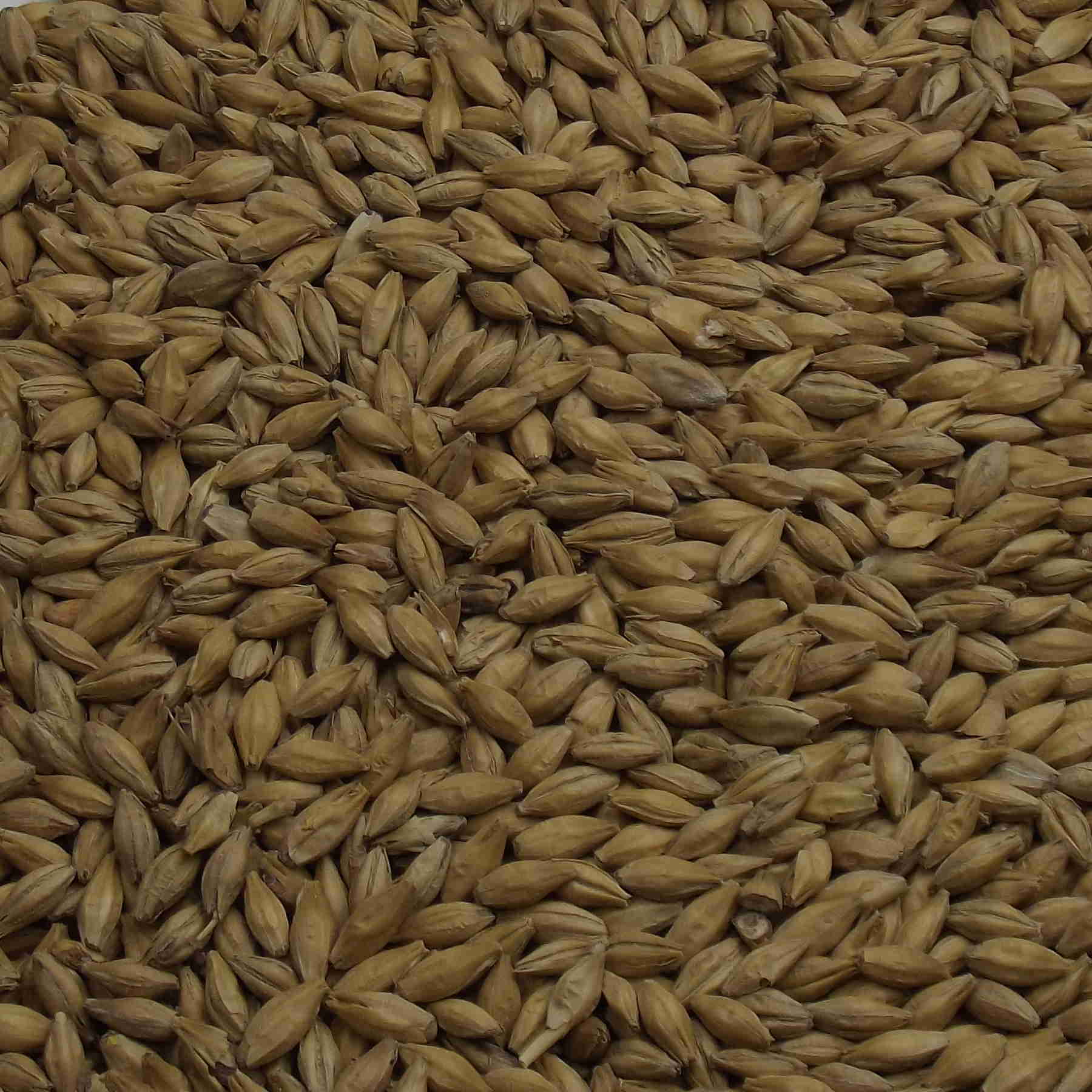Mild Ale Malt, Fawcett. EBC: 7,0 – 7,9