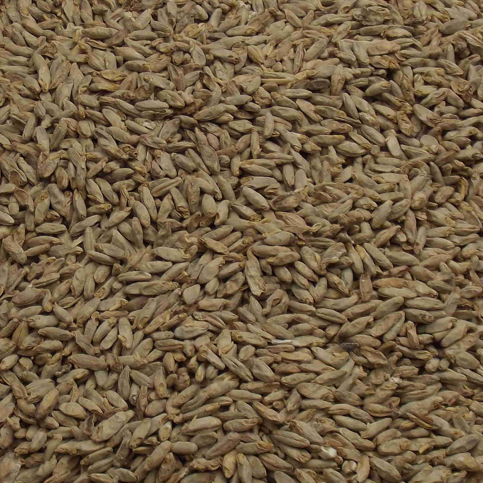 Rye Malt, Fawcett. EBC: 6 – 10