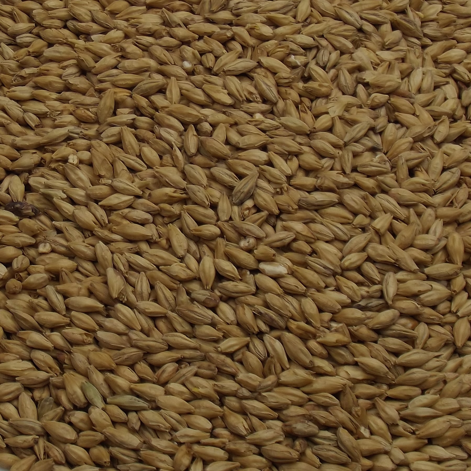 Beech Smoked Barley Malt, Weyermann, EBC: 4 – 8