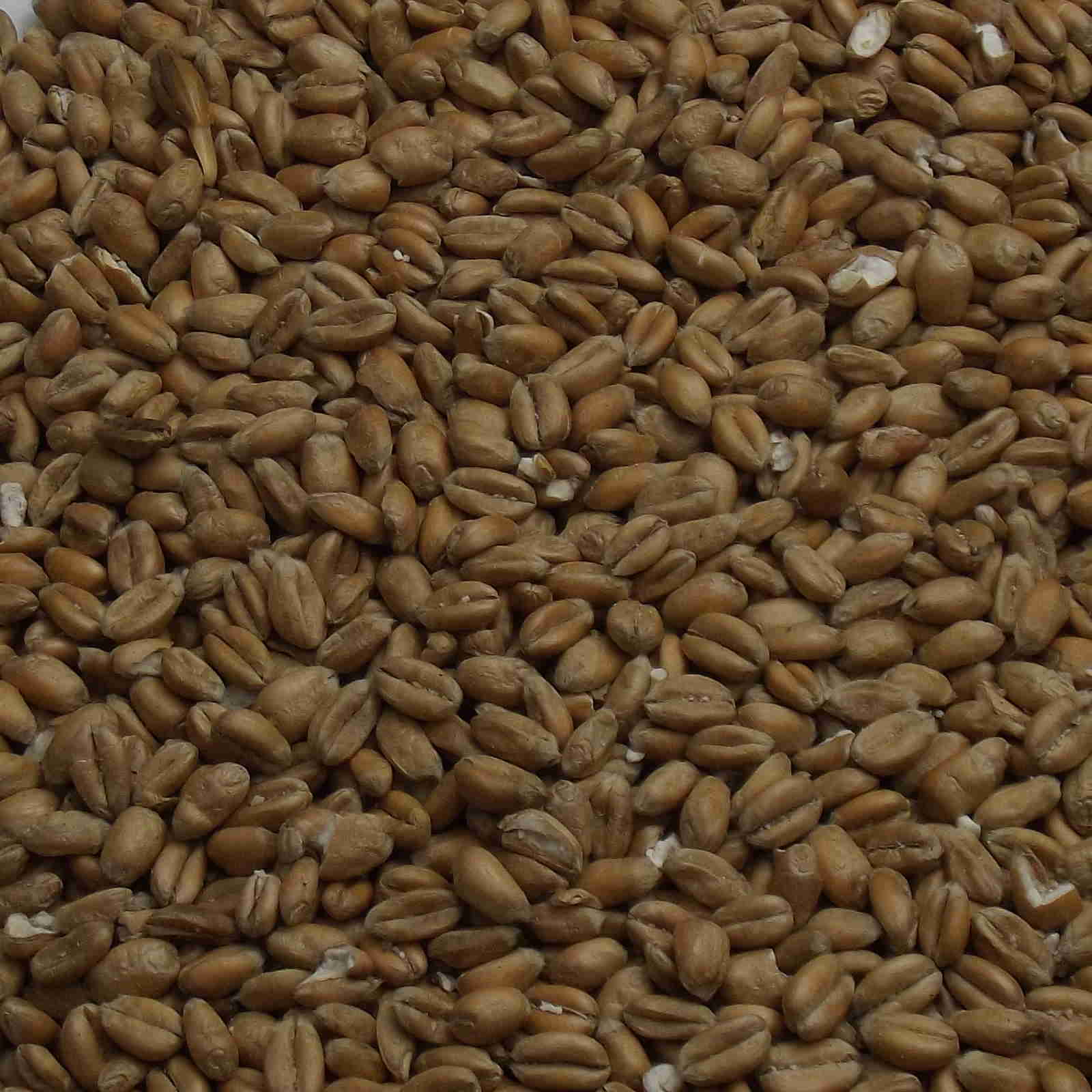Torrefied Wheat, Fawcett. EBC: 3,5