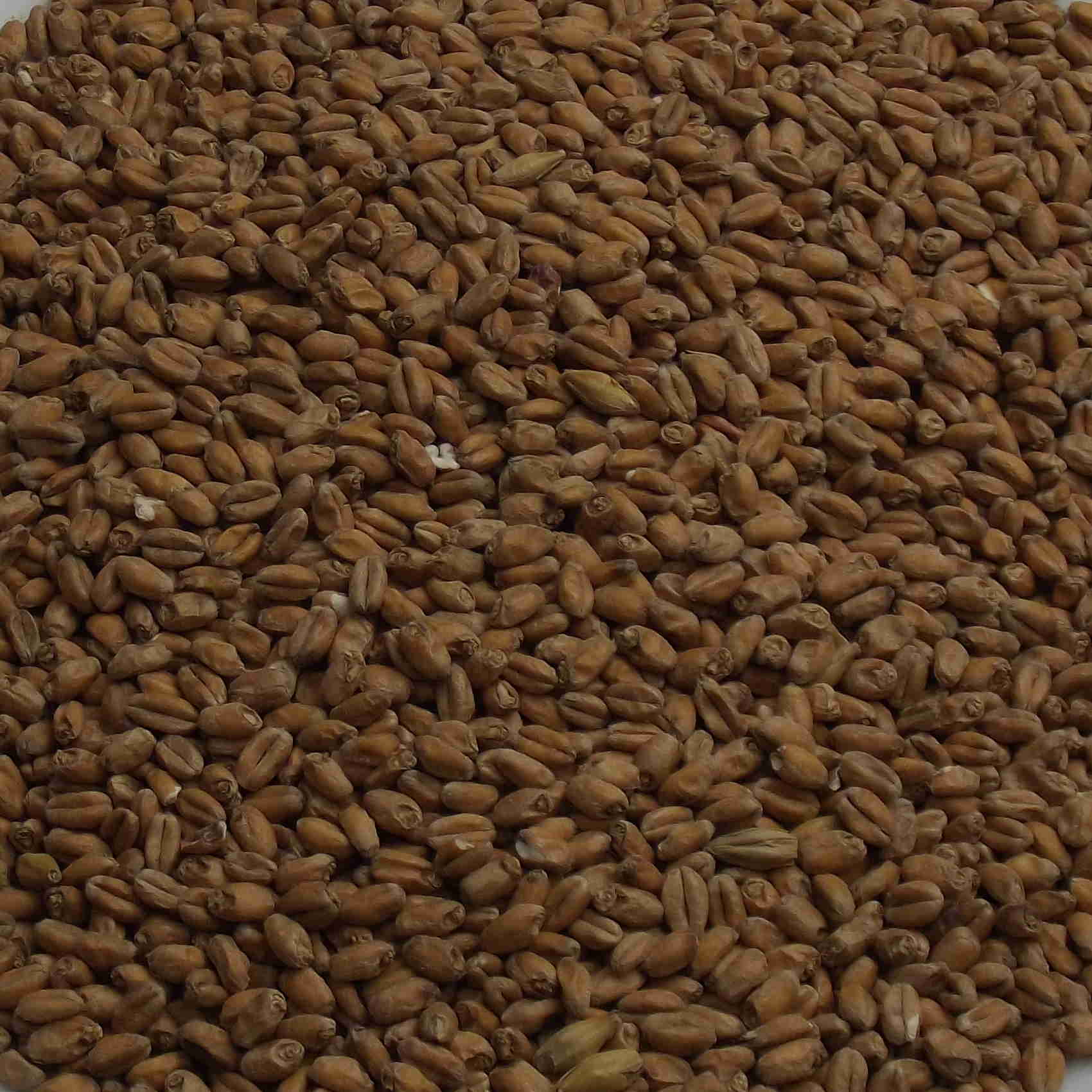 Wheat Diastatic Malt, Weyermann, EBC: 3 – 6