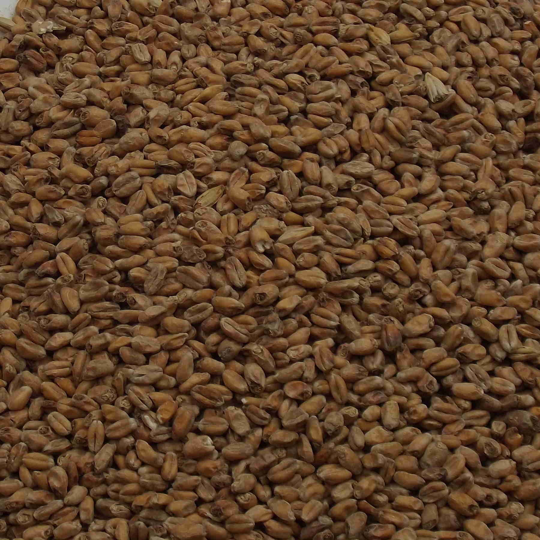 Wheat Malt – dark, Weyermann, EBC: 15 – 20