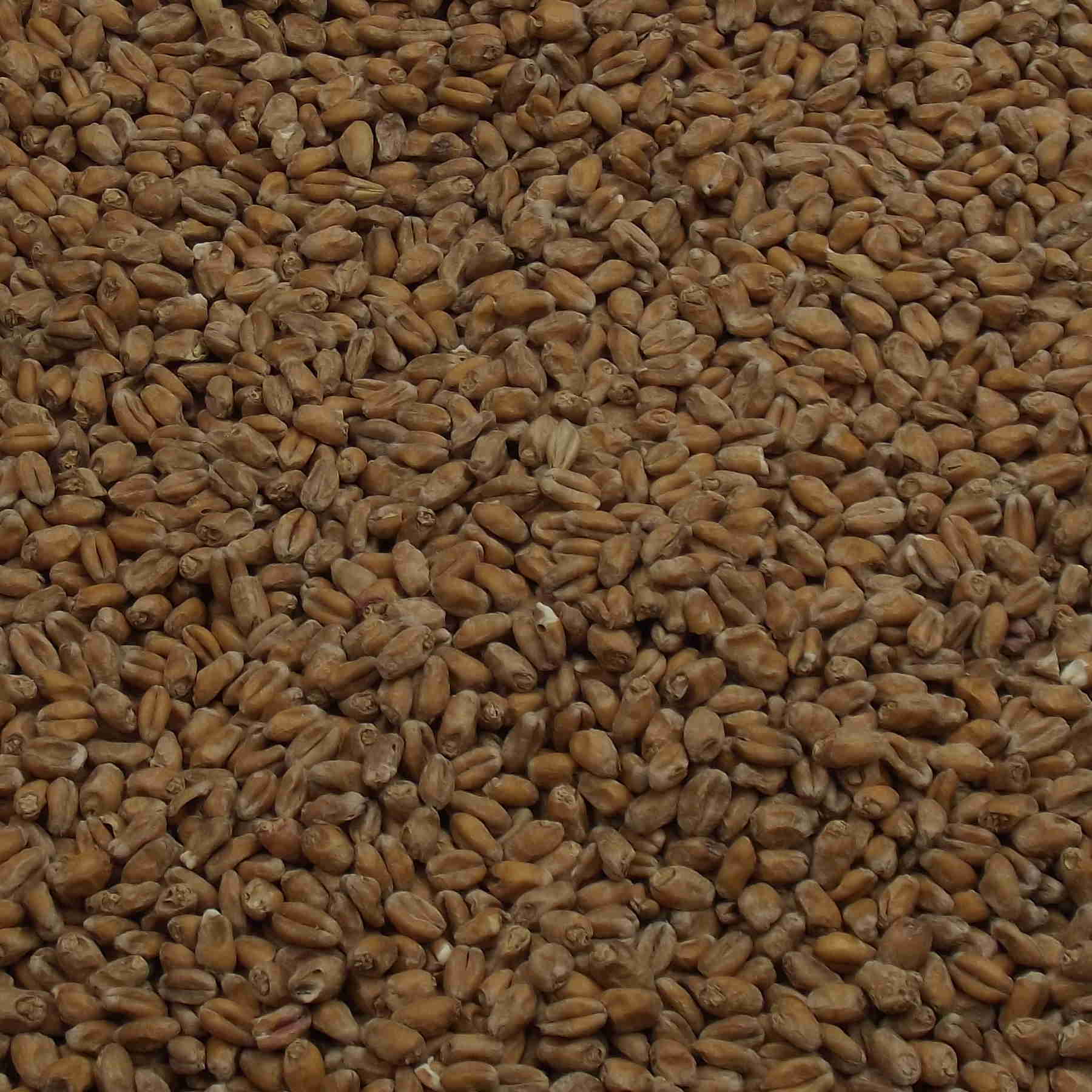 Oak Smoked Wheat Malt, Weyermann, EBC: 4 – 6